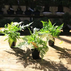 コーデックス：メキシコ亀甲竜 ディオスコレア マクロスタチア*塊幅