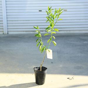 庭木・植木・果樹：庭木・植木・果樹苗：みかん（はるみ）春見　5号　*蜜柑　ミカン