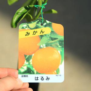 庭木・植木・果樹:庭木・植木・果樹苗:みかん(...の詳細画像1