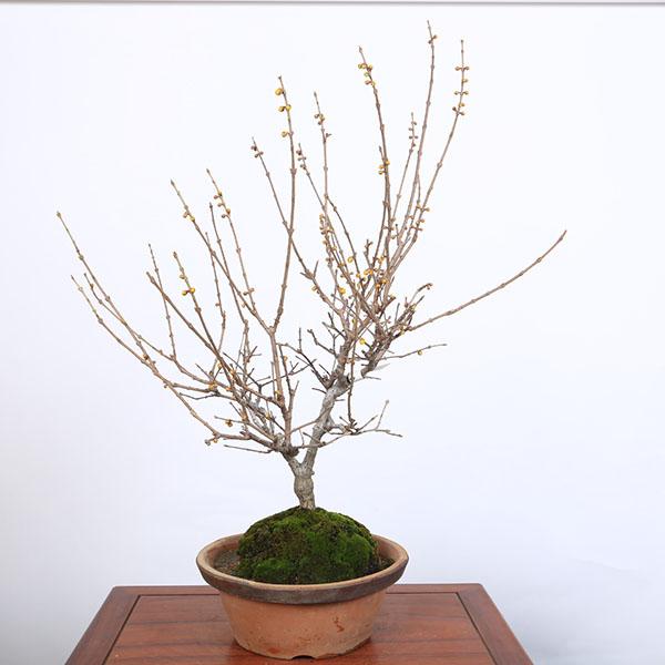 特選庭木　植木 　盆栽：満月ロウバイ（満月蝋梅）満月ろうばい　樹高80ｃｍ*佐川急便