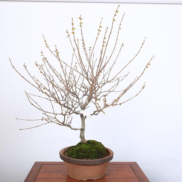 特選庭木　植木 　盆栽：満月ロウバイ（満月蝋梅）満月ろうばい　樹高80ｃｍ*佐川急便