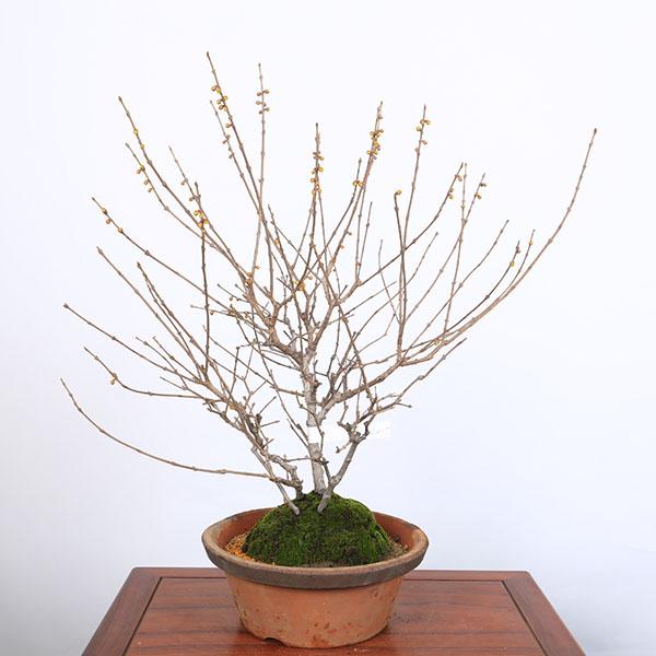 特選庭木　植木 　盆栽：満月ロウバイ（満月蝋梅）満月ろうばい　樹高80ｃｍ*佐川急便