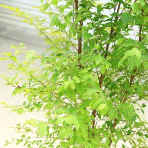 庭木 植木:ヒメシャラ(姫夏椿)姫シャラ 大株...の詳細画像1