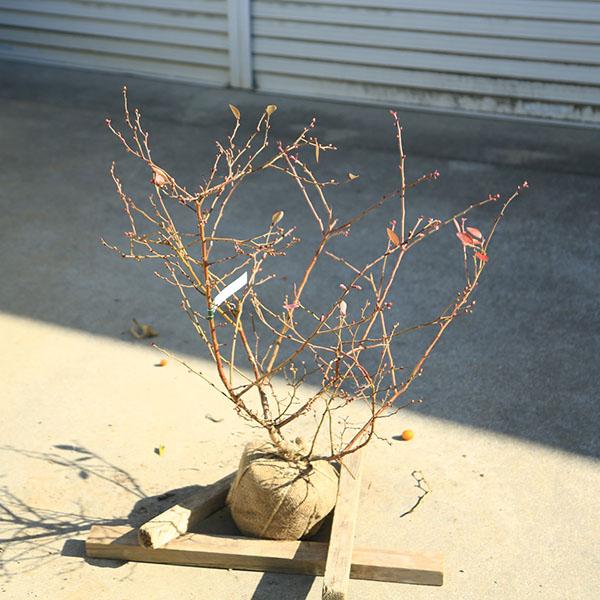 庭木・果樹　苗木：ブルーベリー（ラビットアイ系）ホームベル　*樹高80ｃｍ