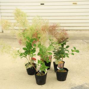 庭木・植木：スモークツリー 5号A群（ご希望の品種をお選びください) 煙の木　
