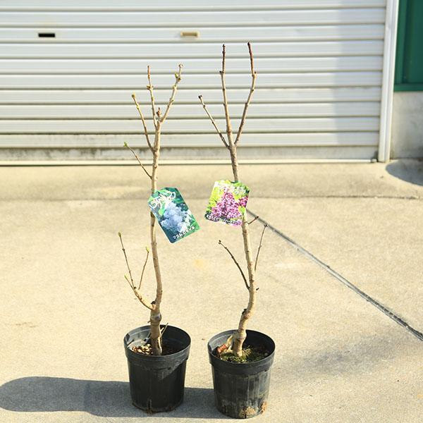 庭木：ライラック（リラ）紫花と白花のセット　樹高80ｃｍ*ミセスエドワードハーディングとマダムレモイ...