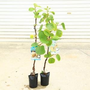庭木・植木・果樹苗：キウイの苗 接ぎ木４年生　大苗　オス木　お選びください。（トムリor早生用雄）