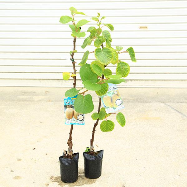 庭木・植木・果樹苗：キウイの苗 接ぎ木４年生　大苗　オス木　お選びください。（トムリor早生用雄）