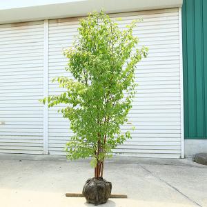 庭木 植木:ヒメシャラ(姫夏椿)姫シャラ 大株...の詳細画像1