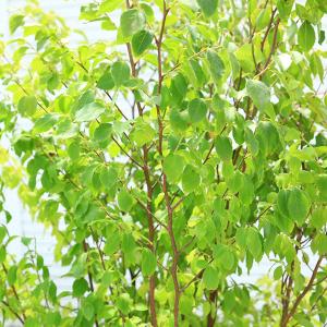 庭木 植木:ヒメシャラ(姫夏椿)姫シャラ 大株...の詳細画像2