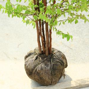 庭木 植木:ヒメシャラ(姫夏椿)姫シャラ 大株...の詳細画像3