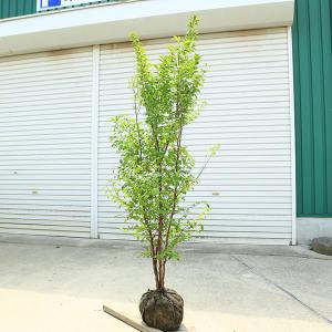 庭木　植木：ヒメシャラ（姫夏椿）姫シャラ　大株　 現品限り　樹高160ｃｍ　全高180ｃｍ*佐川急便　ひめしゃら