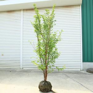 庭木 植木:ヒメシャラ(姫夏椿)姫シャラ 大株...の詳細画像1