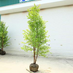 庭木　植木：ヒメシャラ（姫夏椿）姫シャラ　大株　 現品限り　樹高160ｃｍ　全高180ｃｍ*佐川急便　ひめしゃら