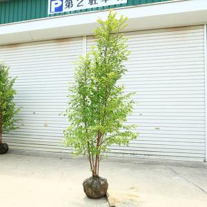 庭木 植木:ヒメシャラ(姫夏椿)姫シャラ 大株...の詳細画像1