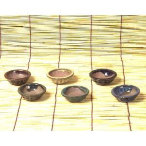 貴船糸掛石*（一品限り 現品物） : 遊恵盆栽 Yahoo!店 - 通販 - Yahoo