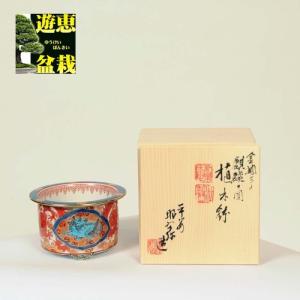 盆栽小鉢：美芸（常滑）六角鬼面足面付鉢 21.5cm*資材 : 遊恵盆栽