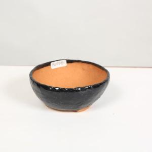 苗：糸魚川真柏（大）* : 遊恵盆栽 Yahoo!店 - 通販 - Yahoo!ショッピング