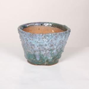 盆栽小鉢：春嘉（はるよし） 丸鉢13cm*現品 1品限り 資材 : 遊恵盆栽