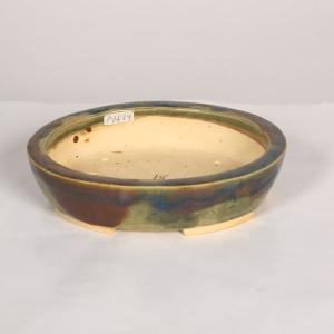 サボテン：レウクテンベルギア 晃山 実生 鉢・阪本健*幅23cm 現品