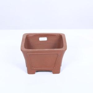 盆栽 特選：皐月(大盃)現品*さつき サツキ Rhododendron indicum