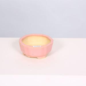 多肉植物：ブルビネ ブルインシー つくし玉*全幅1cm 現品！一品限り