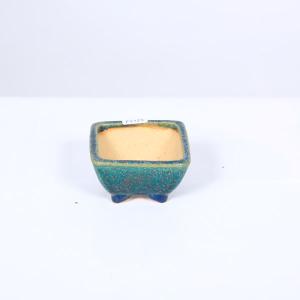 盆栽小鉢：春嘉（はるよし） 丸鉢13cm*現品 1品限り 資材 : 遊恵盆栽