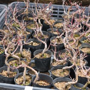 苗：山もみじ 曲*