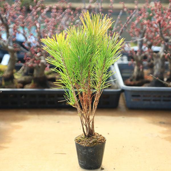 苗：黒松寄せ*クロマツ/くろまつ