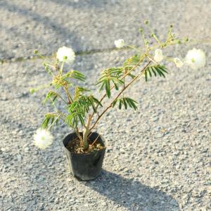 苗：白花ネムの木