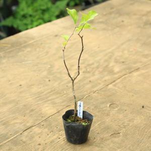 苗：つる梅もどき(オス木)