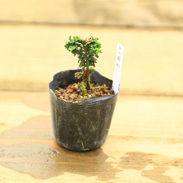 苗：石化ひのき(小) 石化桧  ヒノキ