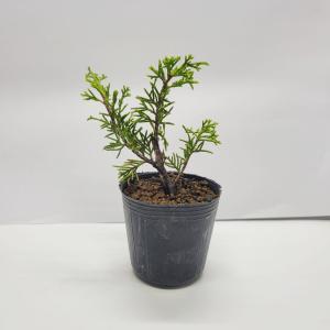 苗：糸魚川真柏(小)（イトイガワシンパク）｜y-bonsai