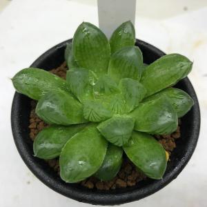 サボテン：マミラリア 白鳥 実生*S 幅2.5cm : 遊恵盆栽 Yahoo!店