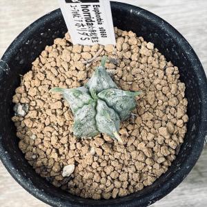 多肉植物:ユーフォルビア ホリダ*SS 幅2....の詳細画像1