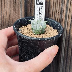 多肉植物:ユーフォルビア ホリダ*SS 幅2....の詳細画像2