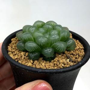 多肉植物:ハオルチア オブツーサ*幅4cmの詳細画像1