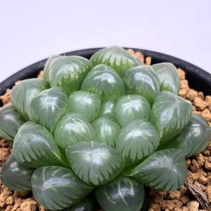 多肉植物:ハオルチア オブツーサ*幅4cmの詳細画像2