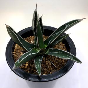 サボテン：マミラリア ブカレンシス錦*幅7cm 現品 一品限り : 遊恵