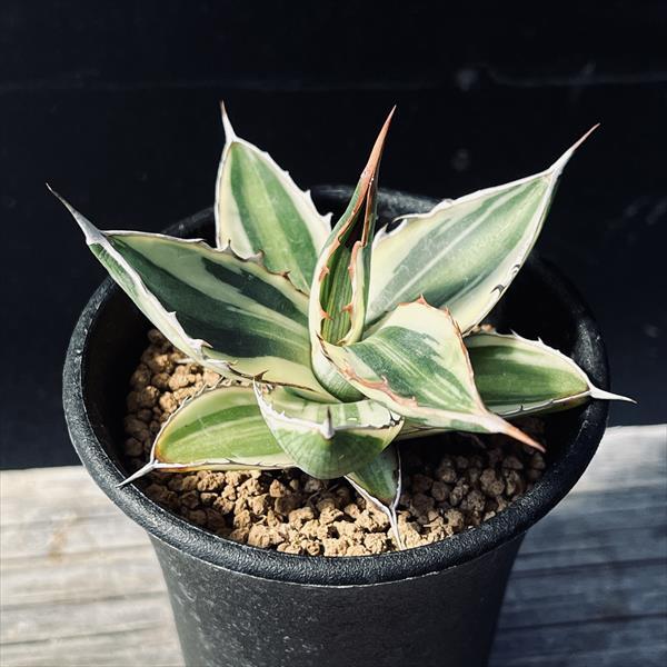 ☆特価☆多肉植物：アガベ　五色万代*S 幅8ｃｍ