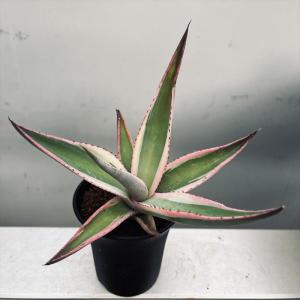 多肉植物：アガベ グイエンゴラ錦　覆輪*S 幅14ｃｍ　※お届け時に葉が折れてしまう可能性が高いです※｜y-bonsai