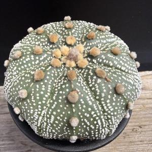 サボテン：アストロフィツム 花園兜丸 実生*幅8.5cm 現品！一品限り