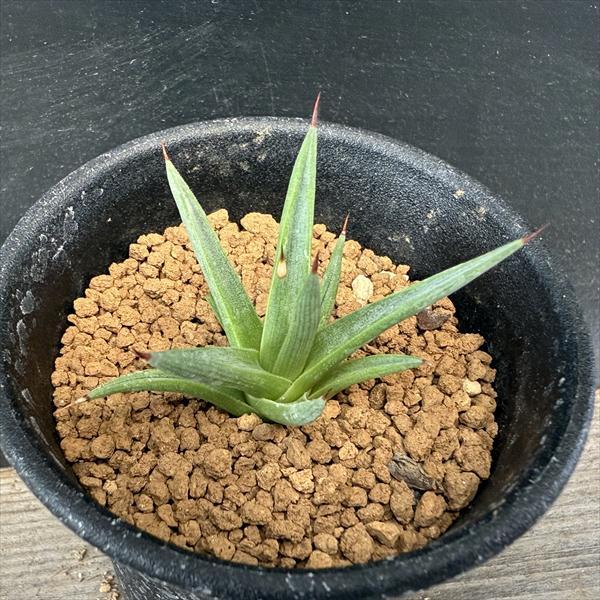 多肉植物：アガベ　アルボピロサ*Ｓ 幅4.5ｃｍ　☆赤松実生
