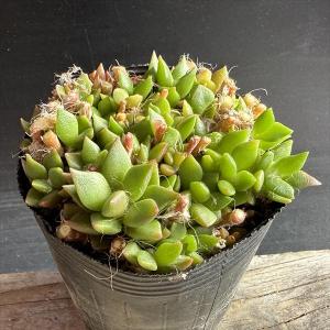 多肉植物：アガベ ユタエンシス カイバベンシス錦*幅13cm 現品！一品