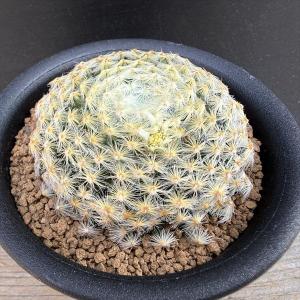 サボテン：セレウス 岩石獅子*幅18cm 現品！一品限り : 遊恵盆栽