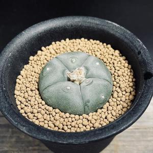 サボテン：ロフォフォラ 多毛変わり疣 銀冠玉*幅4cm : 遊恵