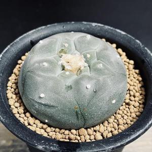 サボテン：アストロフィツム 三角碧瑠璃鸞鳳玉 実生*幅11cm 現品