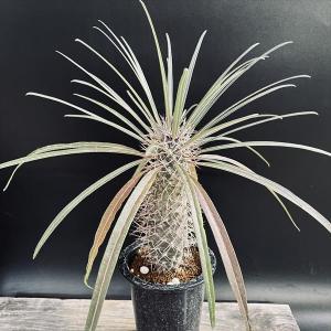 【希少】 ユーフォルビア トルチラマ 幅 約20cm 大型 希少】 ユーフォルビア トルチラマ 幅 約20cm 大型 希少