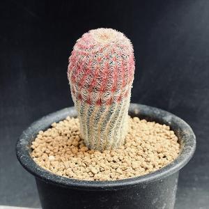 31d ハオルチア　多肉植物　ピグマエアミュータント実生錦　自家繁殖 多肉植物：ハオルチア ピグマエア ミュータント*S 幅6cm