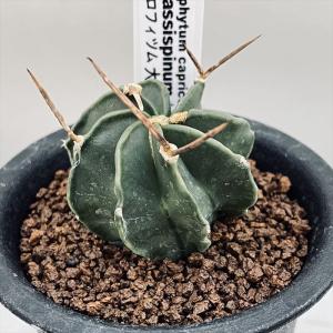 サボテン:ウィギンシア 地久丸*幅4cm ☆赤松実生 : 遊恵盆栽 サボテン:ウィギンシア 地久丸*幅4cm ☆赤松実生 : 遊恵盆栽